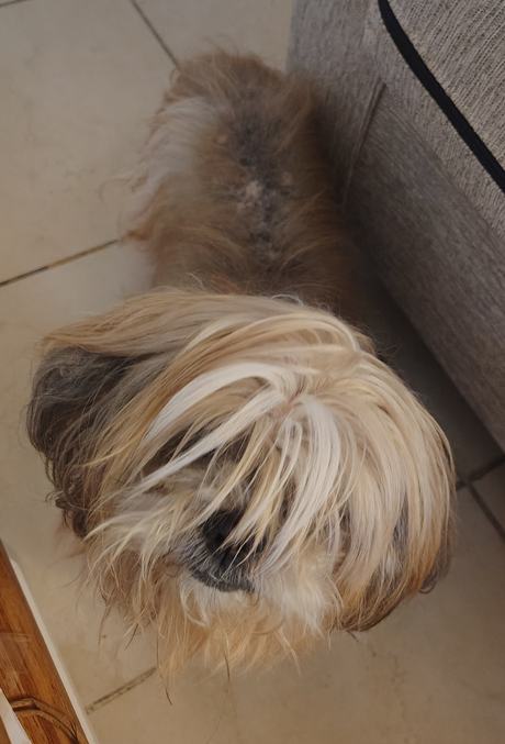 The dog